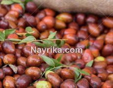 عناب: خواص و مضرات و طبع / خواص عناب برای لاغری و خواص عناب خشک عناب: خواص و مضرات و طبع / خواص عناب برای لاغری و خواص عناب خشک