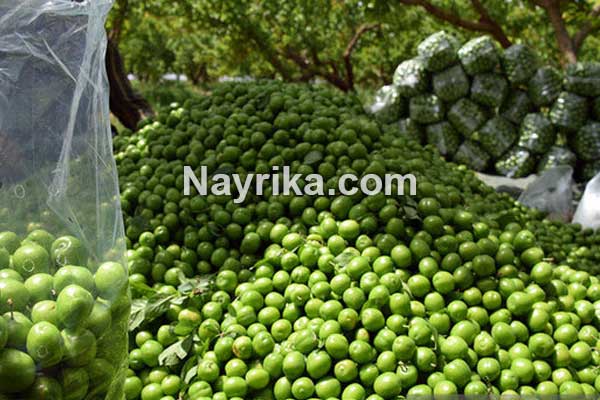گوجه سبز, خواص گوجه سبز, مضرات گوجه سبز, خواص گوجه سبز برای کبد, خواص گوجه سبز برای دیابت, گوجه سبز در بارداری, فصل گوجه سبز, درخت گوجه سبز, گوجه سبز با نمک, عکس گوجه سبز گوجه سبز, خواص گوجه سبز, مضرات گوجه سبز, خواص گوجه سبز برای کبد, خواص گوجه سبز برای دیابت, گوجه سبز در بارداری, فصل گوجه سبز, درخت گوجه سبز, گوجه سبز با نمک, عکس گوجه سبز