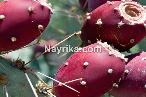 میوه کاکتوس, خواص میوه کاکتوس, مضرات میوه کاکتوس, میوه کاکتوس سنگ کلیه, طرز تهیه مربای میوه کاکتوس, کاشت میوه کاکتوس, قیمت میوه کاکتوس, خواص میوه کاکتوس در طب سنتی, خواص میوه میوه کاکتوس, میوه کاکتوس زبان مادر شوهر میوه کاکتوس, خواص میوه کاکتوس, مضرات میوه کاکتوس, میوه کاکتوس سنگ کلیه, طرز تهیه مربای میوه کاکتوس, کاشت میوه کاکتوس, قیمت میوه کاکتوس, خواص میوه کاکتوس در طب سنتی, خواص میوه میوه کاکتوس, میوه کاکتوس زبان مادر شوهر