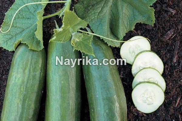 خیار, خواص خیار, مضرات خیار, طبع خیار, خواص خیار برای پوست, خواص خیار برای مو, خواص خیار برای جوش, خواص خیار برای کودکان, خواص خیار برای لاغری, خواص آب خیار, آب خیار برای کبد خیار, خواص خیار, مضرات خیار, طبع خیار, خواص خیار برای پوست, خواص خیار برای مو, خواص خیار برای جوش, خواص خیار برای کودکان, خواص خیار برای لاغری, خواص آب خیار, آب خیار برای کبد