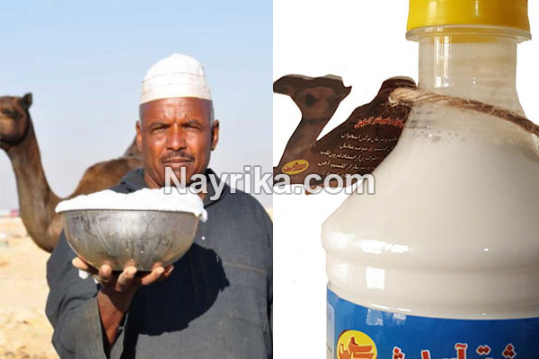دوغ شتر, دوغ شتر چیست, خواص دوغ شتر, مضرات دوغ شتر, شیر شتر, خواص شیر شتر, مضرات شیر شتر دوغ شتر, دوغ شتر چیست, خواص دوغ شتر, مضرات دوغ شتر