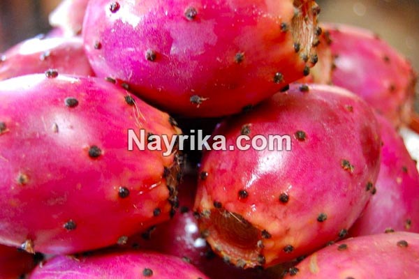 میوه کاکتوس, خواص میوه کاکتوس, مضرات میوه کاکتوس, میوه کاکتوس سنگ کلیه, طرز تهیه مربای میوه کاکتوس, کاشت میوه کاکتوس, قیمت میوه کاکتوس, خواص میوه کاکتوس در طب سنتی, خواص میوه میوه کاکتوس, میوه کاکتوس زبان مادر شوهر میوه کاکتوس, خواص میوه کاکتوس, مضرات میوه کاکتوس, میوه کاکتوس سنگ کلیه, طرز تهیه مربای میوه کاکتوس, کاشت میوه کاکتوس, قیمت میوه کاکتوس, خواص میوه کاکتوس در طب سنتی, خواص میوه میوه کاکتوس, میوه کاکتوس زبان مادر شوهر