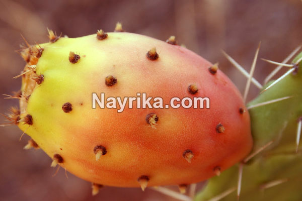 میوه کاکتوس, خواص میوه کاکتوس, مضرات میوه کاکتوس, میوه کاکتوس سنگ کلیه, طرز تهیه مربای میوه کاکتوس, کاشت میوه کاکتوس, قیمت میوه کاکتوس, خواص میوه کاکتوس در طب سنتی, خواص میوه میوه کاکتوس, میوه کاکتوس زبان مادر شوهر میوه کاکتوس, خواص میوه کاکتوس, مضرات میوه کاکتوس, میوه کاکتوس سنگ کلیه, طرز تهیه مربای میوه کاکتوس, کاشت میوه کاکتوس, قیمت میوه کاکتوس, خواص میوه کاکتوس در طب سنتی, خواص میوه میوه کاکتوس, میوه کاکتوس زبان مادر شوهر