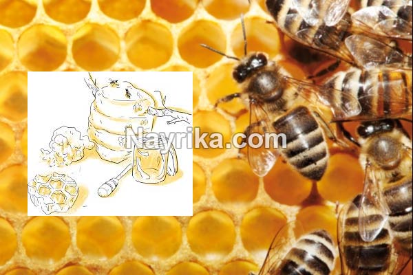ژل رویال, ژل رویال چیست, خواص ژل رویال, مضرات ژل رویال, ژل رویال برای پوست, ژل رویال برای درمان سرطان, ژل رویال برای بارداری, ژل رویال برای کودکان, ژل رویال برای جوش, ژل رویال برای چاقی ژل رویال, ژل رویال چیست, خواص ژل رویال, مضرات ژل رویال, ژل رویال برای پوست, ژل رویال برای درمان سرطان, ژل رویال برای بارداری, ژل رویال برای کودکان, ژل رویال برای جوش, ژل رویال برای چاقی