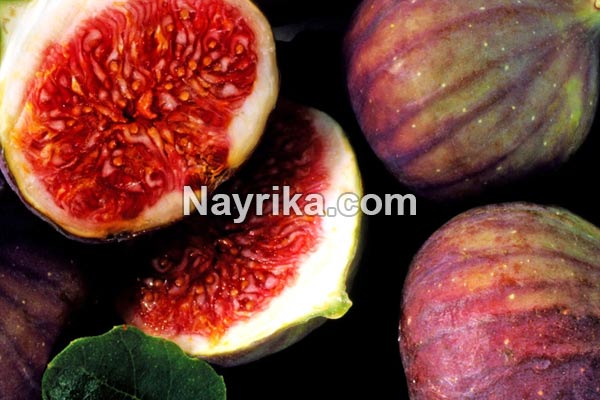 انجیر, خواص انجیر, مضرات انجیر, طبع انجیر, خواص انجیر برای زخم معده, خواص انجیر و زیتون, انواع انجیر, کاشت انجیر, درخت انجیر انجیر, خواص انجیر, مضرات انجیر, طبع انجیر, خواص انجیر برای زخم معده, خواص انجیر و زیتون, انواع انجیر, کاشت انجیر, درخت انجیر