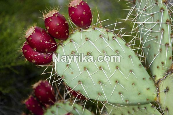 میوه کاکتوس, خواص میوه کاکتوس, مضرات میوه کاکتوس, میوه کاکتوس سنگ کلیه, طرز تهیه مربای میوه کاکتوس, کاشت میوه کاکتوس, قیمت میوه کاکتوس, خواص میوه کاکتوس در طب سنتی, خواص میوه میوه کاکتوس, میوه کاکتوس زبان مادر شوهر میوه کاکتوس, خواص میوه کاکتوس, مضرات میوه کاکتوس, میوه کاکتوس سنگ کلیه, طرز تهیه مربای میوه کاکتوس, کاشت میوه کاکتوس, قیمت میوه کاکتوس, خواص میوه کاکتوس در طب سنتی, خواص میوه میوه کاکتوس, میوه کاکتوس زبان مادر شوهر