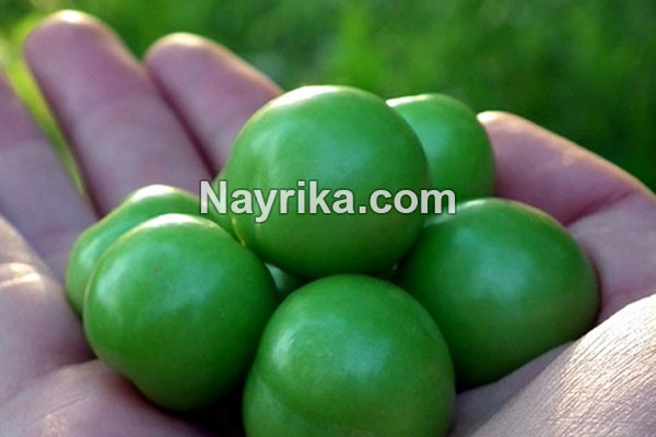 گوجه سبز, خواص گوجه سبز, مضرات گوجه سبز, خواص گوجه سبز برای کبد, خواص گوجه سبز برای دیابت, گوجه سبز در بارداری, فصل گوجه سبز, درخت گوجه سبز, گوجه سبز با نمک, عکس گوجه سبز گوجه سبز, خواص گوجه سبز, مضرات گوجه سبز, خواص گوجه سبز برای کبد, خواص گوجه سبز برای دیابت, گوجه سبز در بارداری, فصل گوجه سبز, درخت گوجه سبز, گوجه سبز با نمک, عکس گوجه سبز