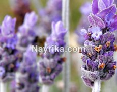 اسطوخودوس: خواص، مضرات، طبع، انواع و دمنوش / خواص اسطوخودوس برای مو