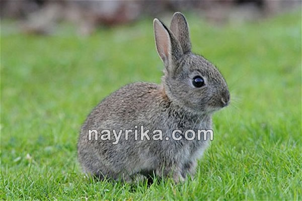 تعبیر خواب خرگوش, تعبیر خواب خرگوش خاکستری, تعبیر خواب غذا دادن به خرگوش, تعبیر خواب گاز گرفتن خرگوش, تعبیر خواب خرگوش سفید, خواب خرگوشی یعنی چه, خواب خرگوش, معنی خواب خرگوش, دیدن خرگوش در خواب, تعبیر دیدن خرگوش در خواب, تعبیر خواب خرگوش محمدبن سیرین, تعبیر خواب خرگوش جابر مغربی, تعبیر خواب خرگوش منوچهر مطیعی تهرانی, تعبیر خواب خرگوش یوسف نبی علیه السلام تعبیر خواب خرگوش, تعبیر خواب خرگوش خاکستری, تعبیر خواب غذا دادن به خرگوش, تعبیر خواب گاز گرفتن خرگوش, تعبیر خواب خرگوش سفید, خواب خرگوشی یعنی چه, خواب خرگوش, معنی خواب خرگوش, دیدن خرگوش در خواب, تعبیر دیدن خرگوش در خواب, تعبیر خواب خرگوش محمدبن سیرین, تعبیر خواب خرگوش جابر مغربی, تعبیر خواب خرگوش منوچهر مطیعی تهرانی, تعبیر خواب خرگوش یوسف نبی علیه السلام