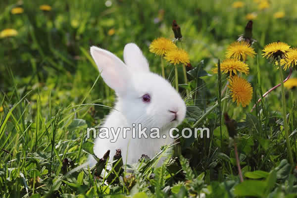 تعبیر خواب خرگوش, تعبیر خواب خرگوش خاکستری, تعبیر خواب غذا دادن به خرگوش, تعبیر خواب گاز گرفتن خرگوش, تعبیر خواب خرگوش سفید, خواب خرگوشی یعنی چه, خواب خرگوش, معنی خواب خرگوش, دیدن خرگوش در خواب, تعبیر دیدن خرگوش در خواب, تعبیر خواب خرگوش محمدبن سیرین, تعبیر خواب خرگوش جابر مغربی, تعبیر خواب خرگوش منوچهر مطیعی تهرانی, تعبیر خواب خرگوش یوسف نبی علیه السلام تعبیر خواب خرگوش, تعبیر خواب خرگوش خاکستری, تعبیر خواب غذا دادن به خرگوش, تعبیر خواب گاز گرفتن خرگوش, تعبیر خواب خرگوش سفید, خواب خرگوشی یعنی چه, خواب خرگوش, معنی خواب خرگوش, دیدن خرگوش در خواب, تعبیر دیدن خرگوش در خواب, تعبیر خواب خرگوش محمدبن سیرین, تعبیر خواب خرگوش جابر مغربی, تعبیر خواب خرگوش منوچهر مطیعی تهرانی, تعبیر خواب خرگوش یوسف نبی علیه السلام