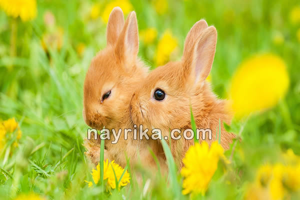 تعبیر خواب خرگوش, تعبیر خواب خرگوش خاکستری, تعبیر خواب غذا دادن به خرگوش, تعبیر خواب گاز گرفتن خرگوش, تعبیر خواب خرگوش سفید, خواب خرگوشی یعنی چه, خواب خرگوش, معنی خواب خرگوش, دیدن خرگوش در خواب, تعبیر دیدن خرگوش در خواب, تعبیر خواب خرگوش محمدبن سیرین, تعبیر خواب خرگوش جابر مغربی, تعبیر خواب خرگوش منوچهر مطیعی تهرانی, تعبیر خواب خرگوش یوسف نبی علیه السلام تعبیر خواب خرگوش, تعبیر خواب خرگوش خاکستری, تعبیر خواب غذا دادن به خرگوش, تعبیر خواب گاز گرفتن خرگوش, تعبیر خواب خرگوش سفید, خواب خرگوشی یعنی چه, خواب خرگوش, معنی خواب خرگوش, دیدن خرگوش در خواب, تعبیر دیدن خرگوش در خواب, تعبیر خواب خرگوش محمدبن سیرین, تعبیر خواب خرگوش جابر مغربی, تعبیر خواب خرگوش منوچهر مطیعی تهرانی, تعبیر خواب خرگوش یوسف نبی علیه السلام