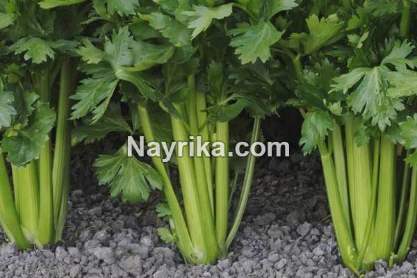 کرفس, خواص کرفس, مضرات کرفس, طبیعت کرفس, خواص کرفس برای لاغری, خواص آب کرفس, خواص آب کرفس و هویج, طرز تهیه آب کرفس, اب کرفس ناشتا, بهترین زمان خوردن آب کرفس, بهترین ساعت خوردن اب کرفس, طبع کرفس کرفس, خواص کرفس, مضرات کرفس, طبیعت کرفس, خواص کرفس برای لاغری, خواص آب کرفس, خواص آب کرفس و هویج, طرز تهیه آب کرفس, اب کرفس ناشتا, بهترین زمان خوردن آب کرفس, بهترین ساعت خوردن اب کرفس, طبع کرفس