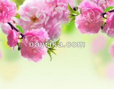 روز زن ۹۹ / تاریخ روز زن سال ۹۹ / روز زن در سال ۱۳۹۹ / متن تبریک روز زن