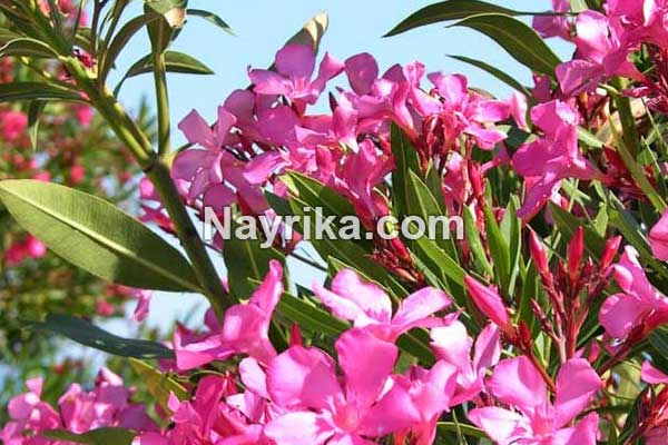 گل خرزهره, خواص و مضرات گل خرزهره, گل خرزهره+پشه, روشهای تکثیر گل خرزهره, گل خرزهره هندی, خودکشی با خرزهره, مدت زمان مرگ با خرزهره, مصرف جوشانده خرزهره, کشندگی خرزهره گل خرزهره, خواص و مضرات گل خرزهره, گل خرزهره+پشه, روشهای تکثیر گل خرزهره, گل خرزهره هندی, خودکشی با خرزهره, مدت زمان مرگ با خرزهره, مصرف جوشانده خرزهره, کشندگی خرزهره