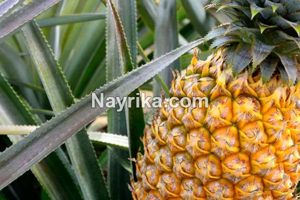 آناناس, آناناس خواص, مضرات آناناس, طبع آناناس, آناناس و دیابت, خواص آناناس برای کودکان, کمپوت آناناس برای یبوست, فصل آناناس, فواید آناناس برای بدن آناناس, آناناس خواص, مضرات آناناس, طبع آناناس, آناناس و دیابت, خواص آناناس برای کودکان, کمپوت آناناس برای یبوست, فصل آناناس, فواید آناناس برای بدن