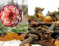میخک: خواص، مضرات، طبع / خواص میخک برای رحم، دیابت، لاغری / مقدار مصرف