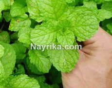نعناع: خواص، مضرات، انواع و طبع / خواص نعناع برای پوست / نعناع برای مردان