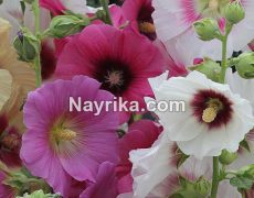 گل ختمی: خواص، مضرات و طبع / گل ختمی برای عفونت زنان و سرماخوردگی و پوست