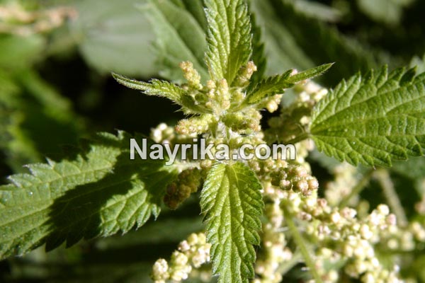 گزنه, خواص گزنه, خواص روغن گزنه, گزنه برای مو, خواص گزنه لاغری, خواص گزنه برای رحم, مضرات گزنه, طبع گزنه, انواع گزنه, گزنه خشک, روغن گزنه, کپسول گزنه, گزنه دو پایه, درمان گزنه زدگی, خواص گزنه برای مو گزنه, خواص گزنه, گزنه برای مو, خواص گزنه لاغری, خواص گزنه برای رحم, مضرات گزنه, طبع گزنه, انواع گزنه, گزنه خشک, روغن گزنه, کپسول گزنه, گزنه دو پایه, درمان گزنه زدگی, خواص گزنه برای مو