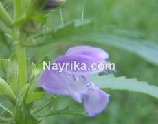 بادرنجبویه: خواص، مضرات، طبع / دمنوش و چای بادرنجبویه / کپسول و عرق بادرنجوبه بادرنجبویه: خواص، مضرات، طبع / دمنوش و چای بادرنجبویه / کپسول و عرق بادرنجوبه