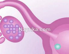 تخمک گذاری: زمان و علائم بعد از پریود (نامنظم) / ماشین حساب و کیت تخمک گذاری