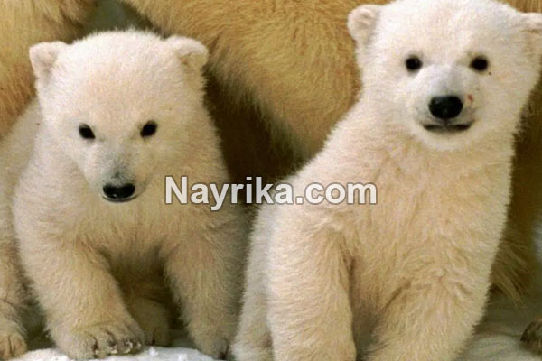 تعبیر خواب خرس, تعبیر خواب خرس قهوه ای, تعبیر خواب خرس قطبی سفید, تعبیر خواب بچه خرس امام صادق, تعبیر خواب دوستی با خرس, تعبیر خواب خرس قطبی, تعبیر خواب خرس قهوه ای امام صادق تعبیر خواب خرس, تعبیر خواب خرس قهوه ای, تعبیر خواب خرس قطبی سفید, تعبیر خواب بچه خرس امام صادق, تعبیر خواب دوستی با خرس, تعبیر خواب خرس قطبی, تعبیر خواب خرس قهوه ای امام صادق