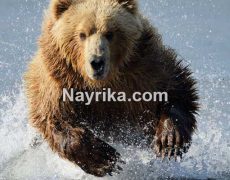 تعبیر خواب خرس: تعبیر خواب خرس قهوه ای، خرس قطبی سفید، و بچه خرس تعبیر خواب خرس: تعبیر خواب خرس قهوه ای، خرس قطبی سفید، و بچه خرس