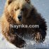 تعبیر خواب خرس: تعبیر خواب خرس قهوه ای، خرس قطبی سفید، و بچه خرس