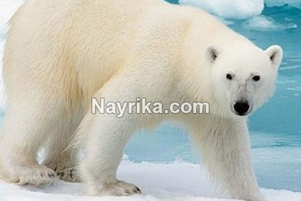 تعبیر خواب خرس, تعبیر خواب خرس قهوه ای, تعبیر خواب خرس قطبی سفید, تعبیر خواب بچه خرس امام صادق, تعبیر خواب دوستی با خرس, تعبیر خواب خرس قطبی, تعبیر خواب خرس قهوه ای امام صادق تعبیر خواب خرس, تعبیر خواب خرس قهوه ای, تعبیر خواب خرس قطبی سفید, تعبیر خواب بچه خرس امام صادق, تعبیر خواب دوستی با خرس, تعبیر خواب خرس قطبی, تعبیر خواب خرس قهوه ای امام صادق