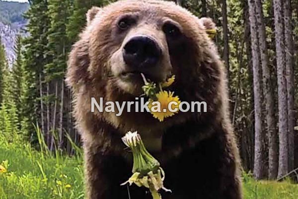 تعبیر خواب خرس, تعبیر خواب خرس قهوه ای, تعبیر خواب خرس قطبی سفید, تعبیر خواب بچه خرس امام صادق, تعبیر خواب دوستی با خرس, تعبیر خواب خرس قطبی, تعبیر خواب خرس قهوه ای امام صادق تعبیر خواب خرس, تعبیر خواب خرس قهوه ای, تعبیر خواب خرس قطبی سفید, تعبیر خواب بچه خرس امام صادق, تعبیر خواب دوستی با خرس, تعبیر خواب خرس قطبی, تعبیر خواب خرس قهوه ای امام صادق