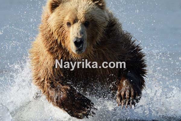 تعبیر خواب خرس, تعبیر خواب خرس قهوه ای, تعبیر خواب خرس قطبی سفید, تعبیر خواب بچه خرس امام صادق, تعبیر خواب دوستی با خرس, تعبیر خواب خرس قطبی, تعبیر خواب خرس قهوه ای امام صادق تعبیر خواب خرس, تعبیر خواب خرس قهوه ای, تعبیر خواب خرس قطبی سفید, تعبیر خواب بچه خرس امام صادق, تعبیر خواب دوستی با خرس, تعبیر خواب خرس قطبی, تعبیر خواب خرس قهوه ای امام صادق