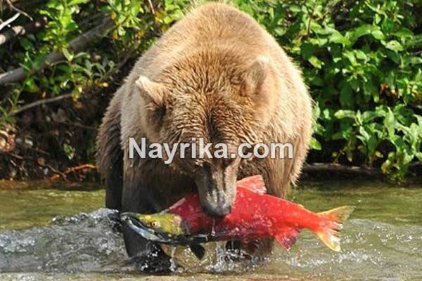 تعبیر خواب خرس, تعبیر خواب خرس قهوه ای, تعبیر خواب خرس قطبی سفید, تعبیر خواب بچه خرس امام صادق, تعبیر خواب دوستی با خرس, تعبیر خواب خرس قطبی, تعبیر خواب خرس قهوه ای امام صادق تعبیر خواب خرس, تعبیر خواب خرس قهوه ای, تعبیر خواب خرس قطبی سفید, تعبیر خواب بچه خرس امام صادق, تعبیر خواب دوستی با خرس, تعبیر خواب خرس قطبی, تعبیر خواب خرس قهوه ای امام صادق