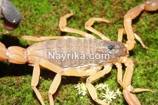 تعبیر خواب عقرب, تعبیر خواب عقرب سیاه بزرگ, تعبیر خواب کشتن عقرب, تعبیر خواب عقرب در خانه, تعبیر خواب کژدم, عقرب تعبیر خواب عقرب, تعبیر خواب عقرب سیاه بزرگ, تعبیر خواب کشتن عقرب, تعبیر خواب عقرب در خانه, تعبیر خواب کژدم