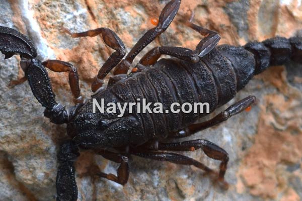 تعبیر خواب عقرب, تعبیر خواب عقرب سیاه بزرگ, تعبیر خواب کشتن عقرب, تعبیر خواب عقرب در خانه, تعبیر خواب کژدم, عقرب تعبیر خواب عقرب, تعبیر خواب عقرب سیاه بزرگ, تعبیر خواب کشتن عقرب, تعبیر خواب عقرب در خانه, تعبیر خواب کژدم