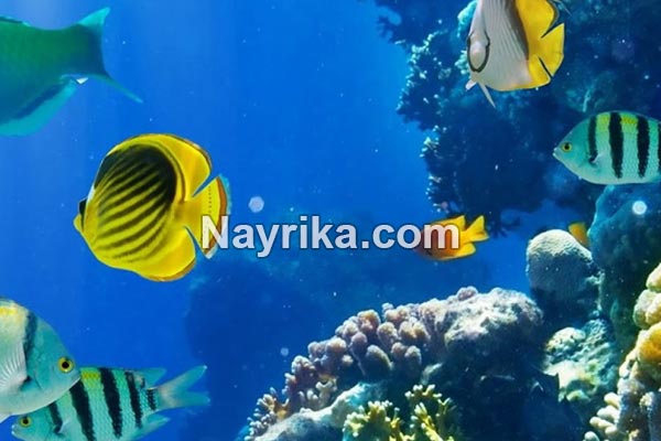 تعبیر خواب ماهی, معنی ماهی در خواب چیست, تعبیر خواب ماهی قرمز کوچک, تعبیر خواب ماهی سرخ شده, تعبیر خواب ماهی یخ زده, تعبیر خواب ماهی برای زن باردار, تعبیر خواب آکواریوم, تعبیر خواب گرفتن ماهی, تعبیر خواب ماهی مرده, تعبیر خواب ماهی قرمز زنده تعبیر خواب ماهی, معنی ماهی در خواب چیست, تعبیر خواب ماهی قرمز کوچک, تعبیر خواب ماهی سرخ شده, تعبیر خواب ماهی یخ زده, تعبیر خواب ماهی برای زن باردار, تعبیر خواب آکواریوم, تعبیر خواب گرفتن ماهی, تعبیر خواب ماهی مرده, تعبیر خواب ماهی قرمز زنده