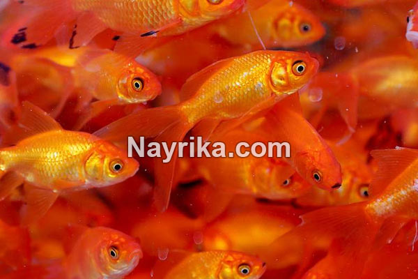 تعبیر خواب ماهی, معنی ماهی در خواب چیست, تعبیر خواب ماهی قرمز کوچک, تعبیر خواب ماهی سرخ شده, تعبیر خواب ماهی یخ زده, تعبیر خواب ماهی برای زن باردار, تعبیر خواب آکواریوم, تعبیر خواب گرفتن ماهی, تعبیر خواب ماهی مرده, تعبیر خواب ماهی قرمز زنده تعبیر خواب ماهی, معنی ماهی در خواب چیست, تعبیر خواب ماهی قرمز کوچک, تعبیر خواب ماهی سرخ شده, تعبیر خواب ماهی یخ زده, تعبیر خواب ماهی برای زن باردار, تعبیر خواب آکواریوم, تعبیر خواب گرفتن ماهی, تعبیر خواب ماهی مرده, تعبیر خواب ماهی قرمز زنده