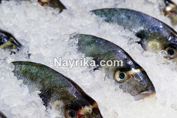 تعبیر خواب ماهی, معنی ماهی در خواب چیست, تعبیر خواب ماهی قرمز کوچک, تعبیر خواب ماهی سرخ شده, تعبیر خواب ماهی یخ زده, تعبیر خواب ماهی برای زن باردار, تعبیر خواب آکواریوم, تعبیر خواب گرفتن ماهی, تعبیر خواب ماهی مرده, تعبیر خواب ماهی قرمز زنده تعبیر خواب ماهی, معنی ماهی در خواب چیست, تعبیر خواب ماهی قرمز کوچک, تعبیر خواب ماهی سرخ شده, تعبیر خواب ماهی یخ زده, تعبیر خواب ماهی برای زن باردار, تعبیر خواب آکواریوم, تعبیر خواب گرفتن ماهی, تعبیر خواب ماهی مرده, تعبیر خواب ماهی قرمز زنده