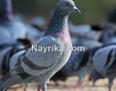 تعبیر خواب کبوتر: تعبیر خواب کبوتر سفید / تعبیر خواب کبوتر خاکستری تعبیر خواب کبوتر: تعبیر خواب کبوتر سفید / تعبیر خواب کبوتر خاکستری