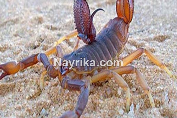 تعبیر خواب عقرب, تعبیر خواب عقرب سیاه بزرگ, تعبیر خواب کشتن عقرب, تعبیر خواب عقرب در خانه, تعبیر خواب کژدم, عقرب تعبیر خواب عقرب, تعبیر خواب عقرب سیاه بزرگ, تعبیر خواب کشتن عقرب, تعبیر خواب عقرب در خانه, تعبیر خواب کژدم