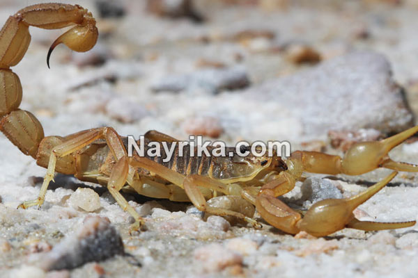 تعبیر خواب عقرب, تعبیر خواب عقرب سیاه بزرگ, تعبیر خواب کشتن عقرب, تعبیر خواب عقرب در خانه, تعبیر خواب کژدم, عقرب تعبیر خواب عقرب, تعبیر خواب عقرب سیاه بزرگ, تعبیر خواب کشتن عقرب, تعبیر خواب عقرب در خانه, تعبیر خواب کژدم