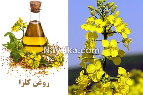 روغن کلزا, روغن کلزا چیست, طبع روغن کلزا, خواص روغن کلزا, خواص روغن کلزا از نظر طب سنتی, خواص روغن کلزا پرس سرد, مضرات روغن کلزا, طریقه مصرف روغن کلزا, طرز تهیه روغن کلزا, روغن کلزا اویلا, روغن کلزا طبیعت