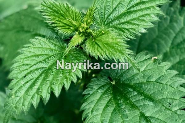 گزنه, خواص گزنه, خواص روغن گزنه, گزنه برای مو, خواص گزنه لاغری, خواص گزنه برای رحم, مضرات گزنه, طبع گزنه, انواع گزنه, گزنه خشک, روغن گزنه, کپسول گزنه, گزنه دو پایه, درمان گزنه زدگی, خواص گزنه برای مو گزنه, خواص گزنه, گزنه برای مو, خواص گزنه لاغری, خواص گزنه برای رحم, مضرات گزنه, طبع گزنه, انواع گزنه, گزنه خشک, روغن گزنه, کپسول گزنه, گزنه دو پایه, درمان گزنه زدگی, خواص گزنه برای مو