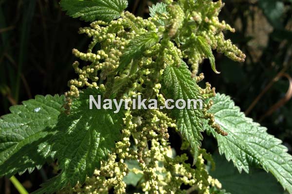 گزنه, خواص گزنه, خواص روغن گزنه, گزنه برای مو, خواص گزنه لاغری, خواص گزنه برای رحم, مضرات گزنه, طبع گزنه, انواع گزنه, گزنه خشک, روغن گزنه, کپسول گزنه, گزنه دو پایه, درمان گزنه زدگی, خواص گزنه برای مو گزنه, خواص گزنه, گزنه برای مو, خواص گزنه لاغری, خواص گزنه برای رحم, مضرات گزنه, طبع گزنه, انواع گزنه, گزنه خشک, روغن گزنه, کپسول گزنه, گزنه دو پایه, درمان گزنه زدگی, خواص گزنه برای مو