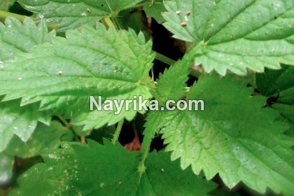 گزنه, خواص گزنه, خواص روغن گزنه, گزنه برای مو, خواص گزنه لاغری, خواص گزنه برای رحم, مضرات گزنه, طبع گزنه, انواع گزنه, گزنه خشک, روغن گزنه, کپسول گزنه, گزنه دو پایه, درمان گزنه زدگی, خواص گزنه برای مو گزنه, خواص گزنه, گزنه برای مو, خواص گزنه لاغری, خواص گزنه برای رحم, مضرات گزنه, طبع گزنه, انواع گزنه, گزنه خشک, روغن گزنه, کپسول گزنه, گزنه دو پایه, درمان گزنه زدگی, خواص گزنه برای مو