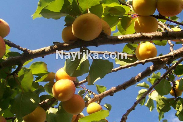 زردآلو, خواص زردآلو, مضرات زردآلو, طبع زردآلو, زردآلو خشک, هسته زردآلو, برگه زردآلو, زردآلو به انگلیسی, برگه زردآلو چاق کننده است زردآلو, خواص زردآلو, مضرات زردآلو, طبع زردآلو, زردآلو خشک, هسته زردآلو, برگه زردآلو, زردآلو به انگلیسی, برگه زردآلو چاق کننده است