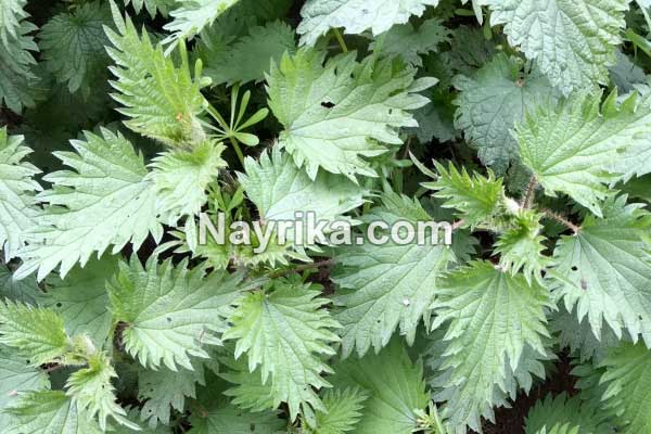 گزنه, خواص گزنه, خواص روغن گزنه, گزنه برای مو, خواص گزنه لاغری, خواص گزنه برای رحم, مضرات گزنه, طبع گزنه, انواع گزنه, گزنه خشک, روغن گزنه, کپسول گزنه, گزنه دو پایه, درمان گزنه زدگی, خواص گزنه برای مو گزنه, خواص گزنه, گزنه برای مو, خواص گزنه لاغری, خواص گزنه برای رحم, مضرات گزنه, طبع گزنه, انواع گزنه, گزنه خشک, روغن گزنه, کپسول گزنه, گزنه دو پایه, درمان گزنه زدگی, خواص گزنه برای مو