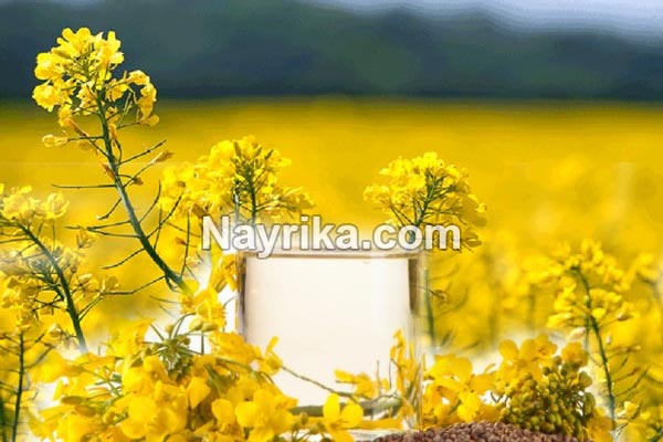 روغن کلزا, روغن کلزا چیست, طبع روغن کلزا, خواص روغن کلزا, خواص روغن کلزا از نظر طب سنتی, خواص روغن کلزا پرس سرد, مضرات روغن کلزا, طریقه مصرف روغن کلزا, طرز تهیه روغن کلزا, روغن کلزا اویلا, روغن کلزا طبیعت