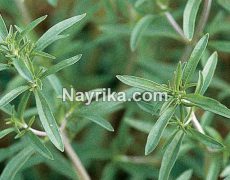 مرزه: خواص و مضرات مرزه / طبع مرزه + عکس گیاه مرزه مرزه: خواص و مضرات مرزه / طبع مرزه + عکس گیاه مرزه