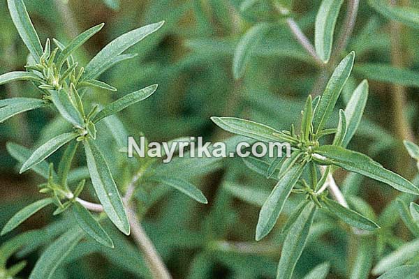 مرزه, خواص مرزه, مضرات مرزه, طبع مرزه, سبزی مرزه به انگلیسی, مرزه به انگلیسی, سبزی مرزه مرزه, خواص مرزه, مضرات مرزه, طبع مرزه, سبزی مرزه به انگلیسی, مرزه به انگلیسی, سبزی مرزه
