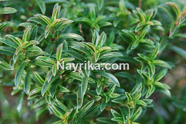 مرزه, خواص مرزه, مضرات مرزه, طبع مرزه, سبزی مرزه به انگلیسی, مرزه به انگلیسی, سبزی مرزه مرزه, خواص مرزه, مضرات مرزه, طبع مرزه, سبزی مرزه به انگلیسی, مرزه به انگلیسی, سبزی مرزه